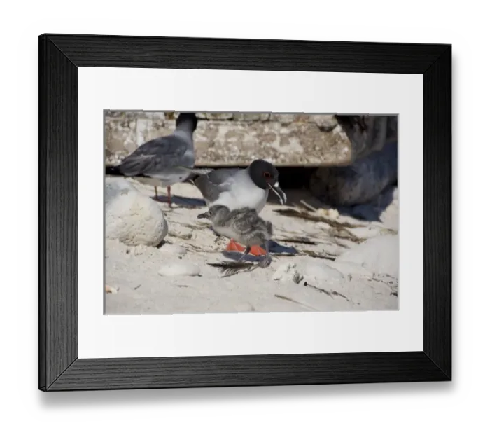 Framed Print : Central America, Ecuador Framed Print : Central America, Ecuador
