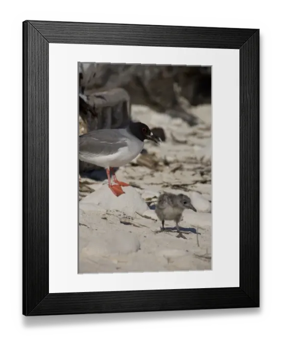 Framed Print : Central America, Ecuador Framed Print : Central America, Ecuador