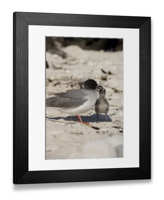 Framed Print : Central America, Ecuador Framed Print : Central America, Ecuador
