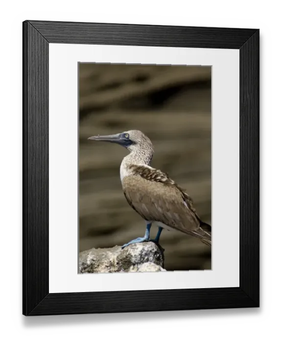 Framed Print : Central America, Ecuador Framed Print : Central America, Ecuador