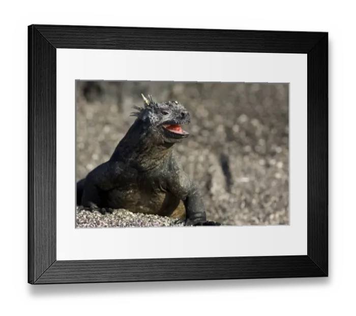 Framed Print : Central America, Ecuador