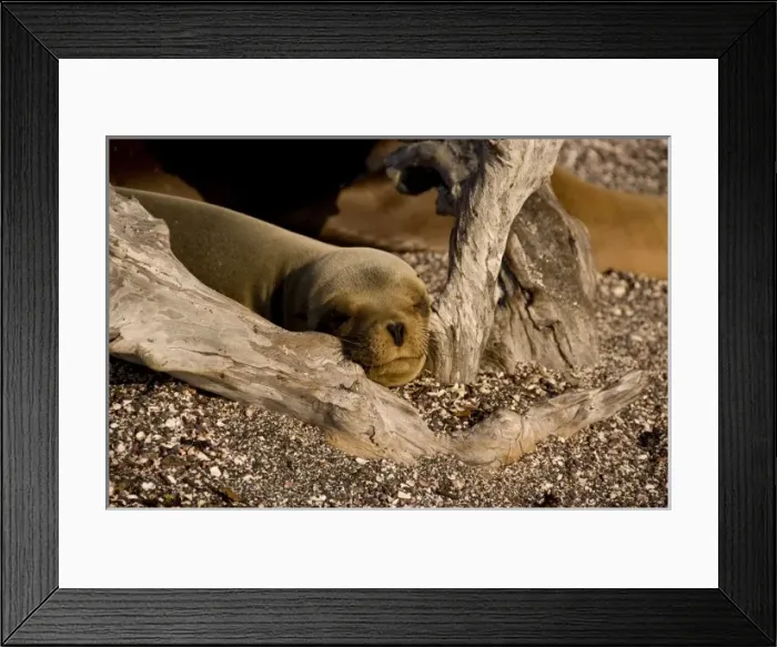 Framed Print : Central America, Ecuador Framed Print : Central America, Ecuador