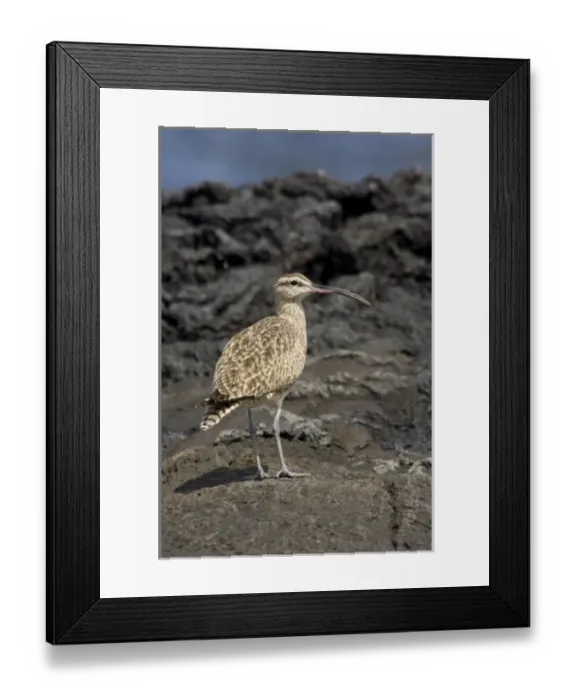 Framed Print : Ecuador, Galapagos, Santiago (aka James). James Bay, Puerto Egas. Whimbrel (WILD Framed Print : Ecuador, Galapagos, Santiago (aka James). James Bay, Puerto Egas. Whimbrel (WILD