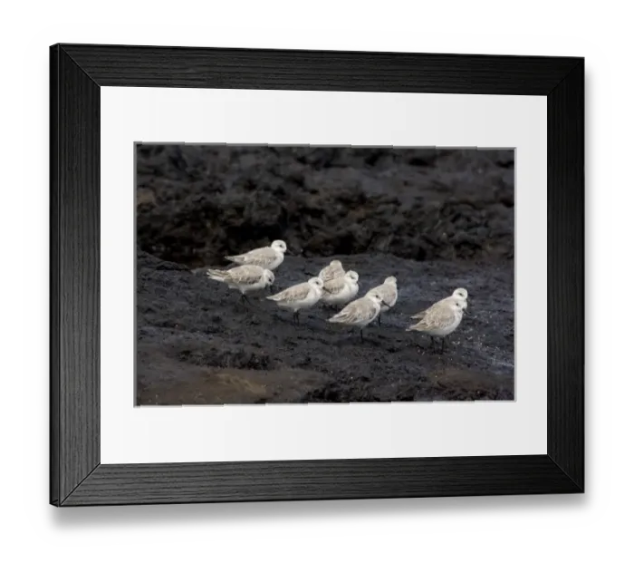 Framed Print : Ecuador, Galapagos, Santiago (aka James). James Bay, Puerto Egas. Sanderling (WILD: Calidris alba Framed Print : Ecuador, Galapagos, Santiago (aka James). James Bay, Puerto Egas. Sanderling (WILD: Calidris alba