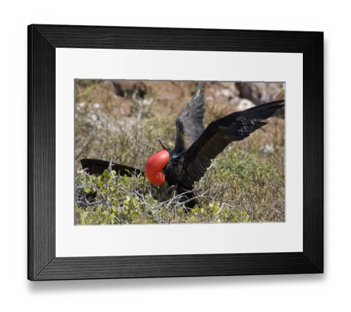 Framed Print : Central America, Ecuador