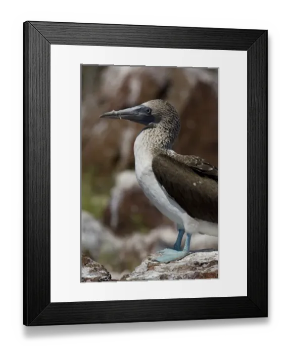 Framed Print : Ecuador, Galapagos, North Seymour. Blue-footed booby (WILD: Sula nebouxii excisa Framed Print : Ecuador, Galapagos, North Seymour. Blue-footed booby (WILD: Sula nebouxii excisa