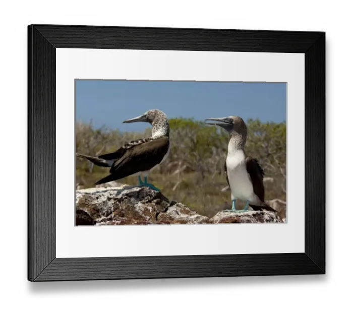 Framed Print : Ecuador, Galapagos, North Seymour. Blue-footed booby (WILD: Sula nebouxii excisa Framed Print : Ecuador, Galapagos, North Seymour. Blue-footed booby (WILD: Sula nebouxii excisa