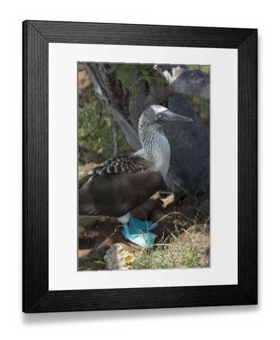 Framed Print : Central America, Ecuador Framed Print : Central America, Ecuador