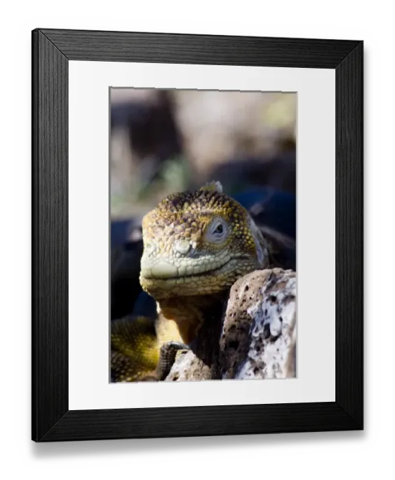 Framed Print : Ecuador, Galapagos, North Seymour. Land Iguana (WILD: Conolophus subcristatus, endemic) Framed Print : Ecuador, Galapagos, North Seymour. Land Iguana (WILD: Conolophus subcristatus, endemic)
