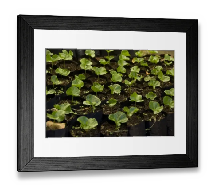 Framed Print : Central America, Ecuador Framed Print : Central America, Ecuador