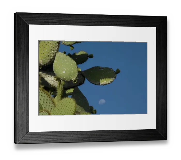 Framed Print : Ecuador, Galapagos. Santa Cruz, Puerto Ayora. Charles Darwin Research Station. Giant