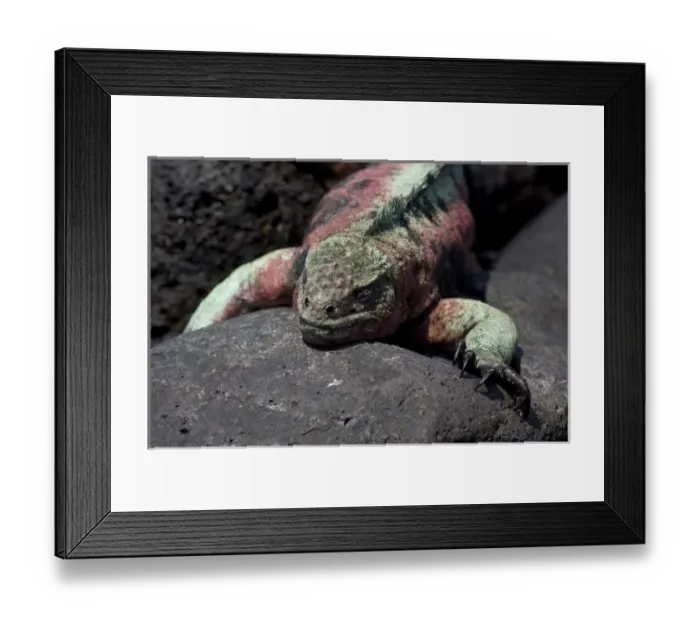 Framed Print : Ecuador, Galapagos. Espanoloa (aka Hood), Punta Suarez. Marine Iguana (WILD: Amblyrhynchus