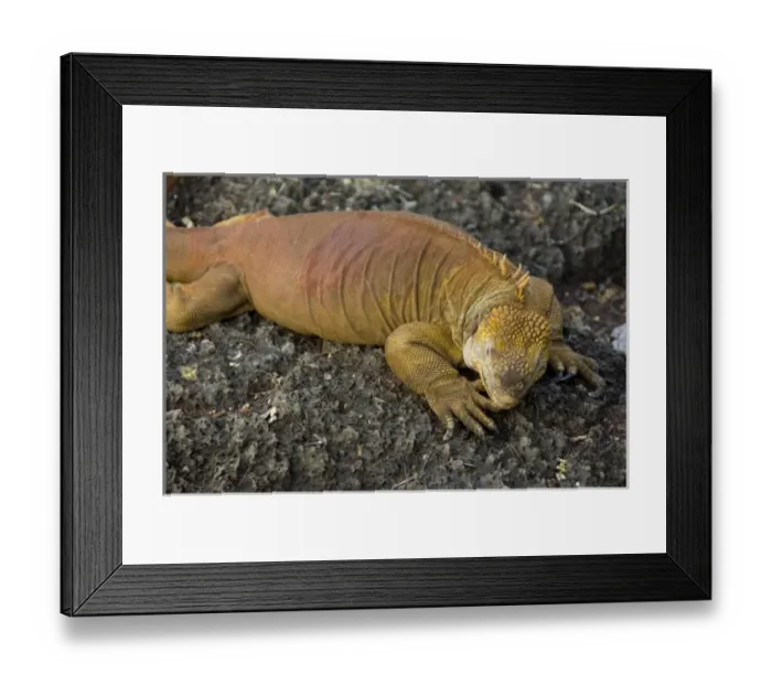 Framed Print : Ecuador, Galapagos. Santa Cruz, Puerto Ayora. Charles Darwin Research Station. Land Iguana (CAPTIVE Framed Print : Ecuador, Galapagos. Santa Cruz, Puerto Ayora. Charles Darwin Research Station. Land Iguana (CAPTIVE