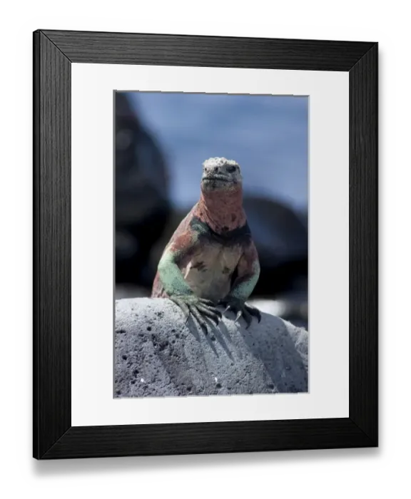 Framed Print : Ecuador, Galapagos. Espanoloa (aka Hood), Punta Suarez. Marine Iguana (WILD: Amblyrhynchus Framed Print : Ecuador, Galapagos. Espanoloa (aka Hood), Punta Suarez. Marine Iguana (WILD: Amblyrhynchus