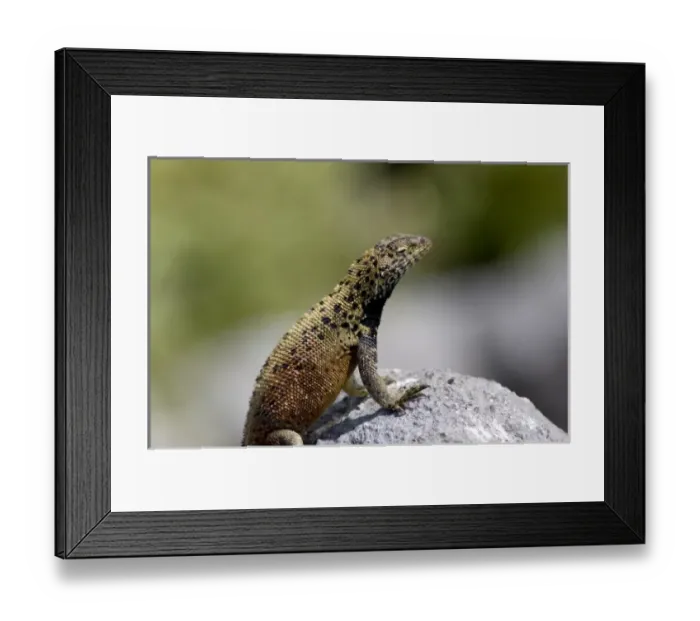 Framed Print : Central America, Ecuador Framed Print : Central America, Ecuador