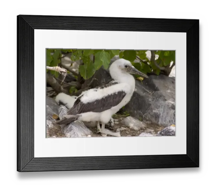 Framed Print : Central America, Ecuador Framed Print : Central America, Ecuador