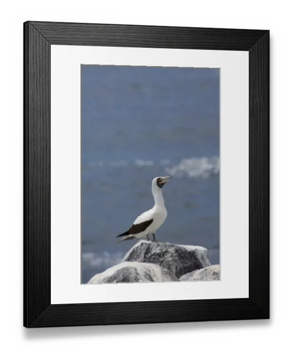 Framed Print : Ecuador, Galapagos. Espanoloa (aka Hood), Punta Suarez. Nazca Booby aka Masked booby
