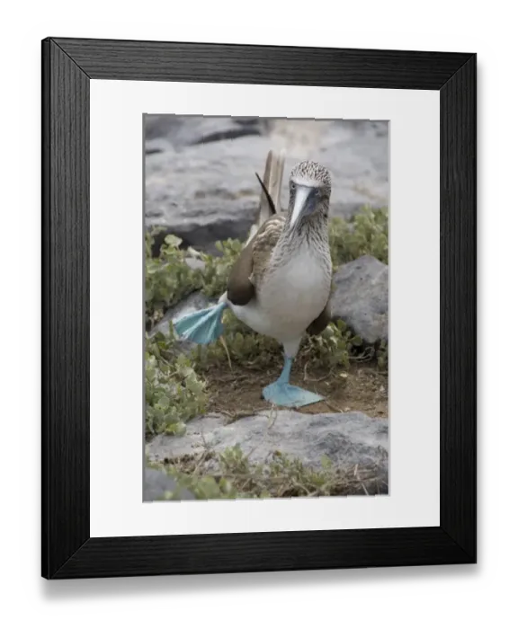 Framed Print : Central America, Ecuador Framed Print : Central America, Ecuador