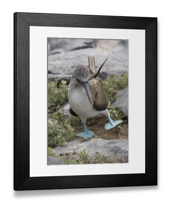 Framed Print : Central America, Ecuador