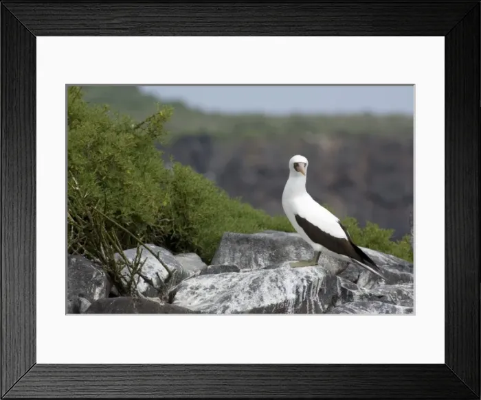 Framed Print : Ecuador, Galapagos. Espanoloa (aka Hood), Punta Suarez. Nazca Booby aka Masked booby