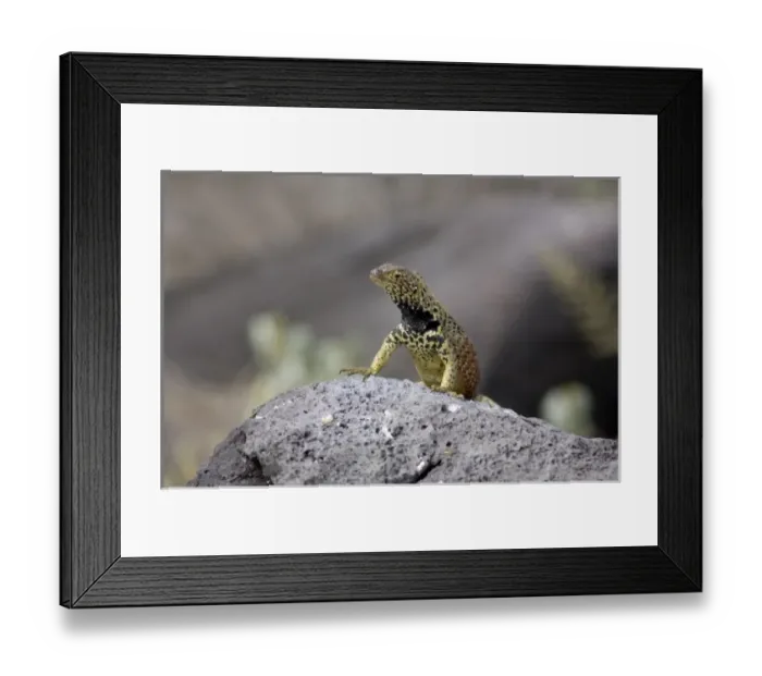 Framed Print : Ecuador, Galapagos. Espanoloa (aka Hood), Punta Suarez. Lava Lizard (WILD: Microlophus delanonis Framed Print : Ecuador, Galapagos. Espanoloa (aka Hood), Punta Suarez. Lava Lizard (WILD: Microlophus delanonis