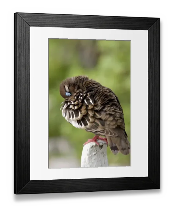 Framed Print : Central America, Ecuador Framed Print : Central America, Ecuador
