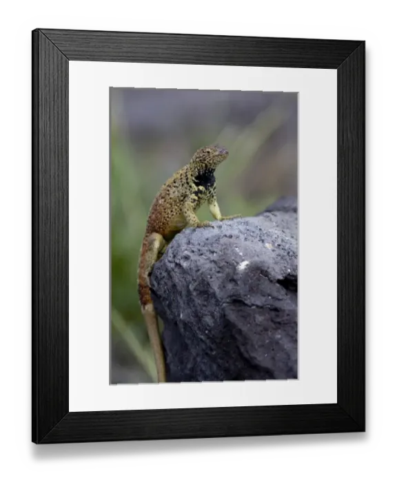 Framed Print : Central America, Ecuador Framed Print : Central America, Ecuador