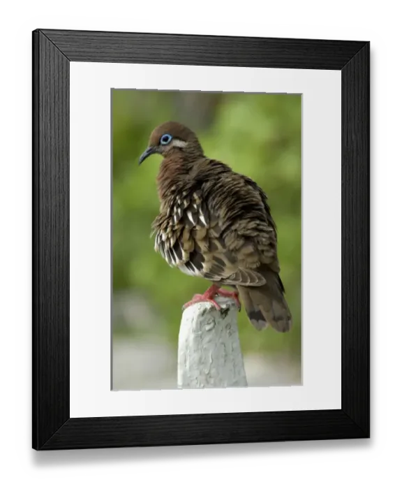 Framed Print : Central America, Ecuador Framed Print : Central America, Ecuador