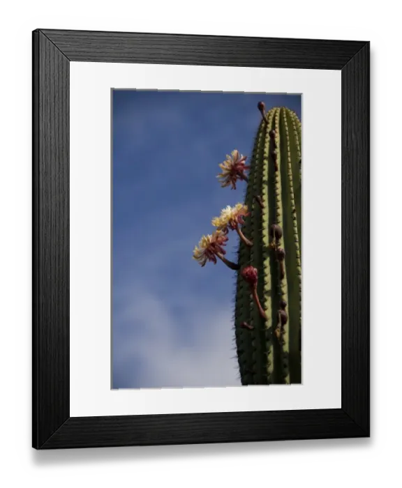 Framed Print : Ecuador, Galapagos, San Cristobal Island (aka Chatham). Plant life: Candelabra Cactus in bloom