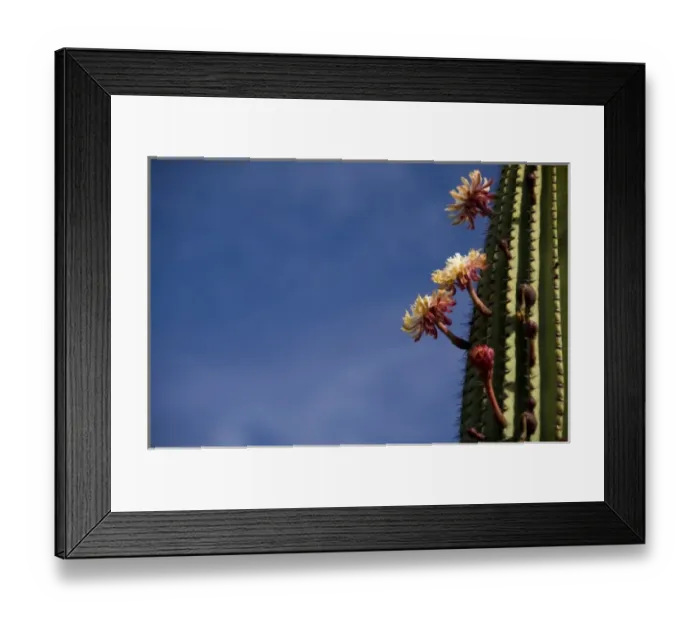 Framed Print : Ecuador, Galapagos, San Cristobal Island (aka Chatham). Plant life: Candelabra Cactus in bloom Framed Print : Ecuador, Galapagos, San Cristobal Island (aka Chatham). Plant life: Candelabra Cactus in bloom