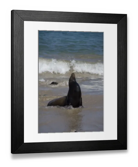 Framed Print : Ecuador, Galapagos, San Cristobal Island (aka Chatham). Port city of Puerto Baquerizo Framed Print : Ecuador, Galapagos, San Cristobal Island (aka Chatham). Port city of Puerto Baquerizo