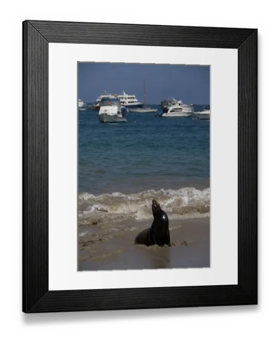 Framed Print : Ecuador, Galapagos, San Cristobal Island (aka Chatham). Port city of Puerto Baquerizo