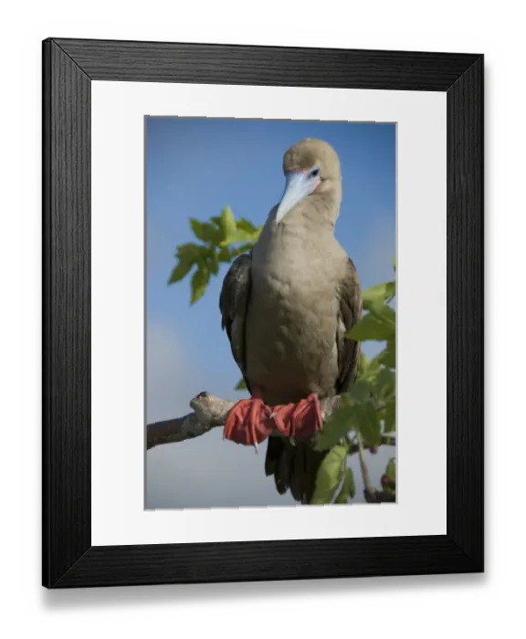 Framed Print : Ecuador, Galapagos. Genovesa Island aka Tower. Prince Philips Steps and nature trail Framed Print : Ecuador, Galapagos. Genovesa Island aka Tower. Prince Philips Steps and nature trail