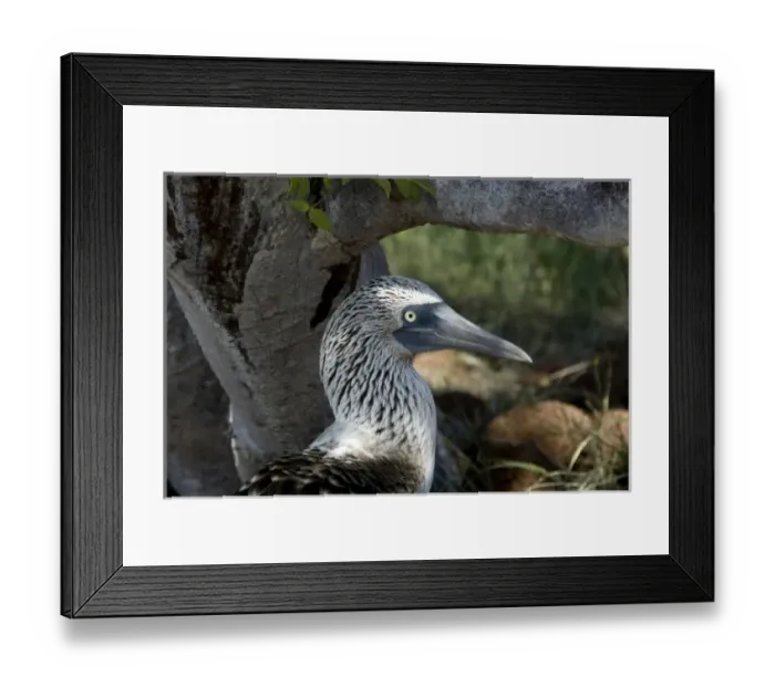 Framed Print : Ecuador, Galapagos, North Seymour. Blue-footed booby (WILD: Sula nebouxii excisa Framed Print : Ecuador, Galapagos, North Seymour. Blue-footed booby (WILD: Sula nebouxii excisa
