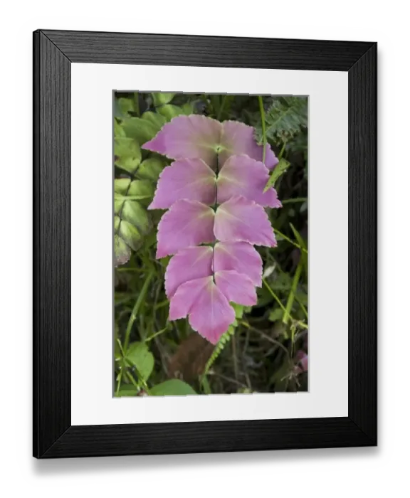 Framed Print : Ecuador, Quito, Pichincha, Maquipucuna Reserve. Orchid from the Maquipucuna Foundation Reserve Framed Print : Ecuador, Quito, Pichincha, Maquipucuna Reserve. Orchid from the Maquipucuna Foundation Reserve