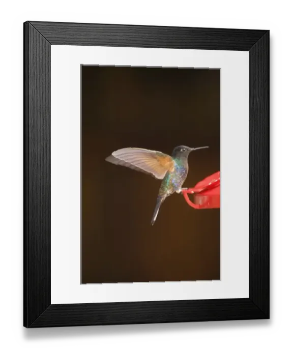 Framed Print : Hummingbird at feeder, Sachatamia Lodge, Mindo, Pichincha province, Ecuador. (PR) Framed Print : Hummingbird at feeder, Sachatamia Lodge, Mindo, Pichincha province, Ecuador. (PR)
