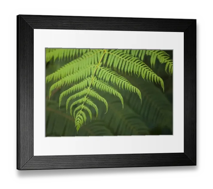 Framed Print : Central America, Ecuador Framed Print : Central America, Ecuador
