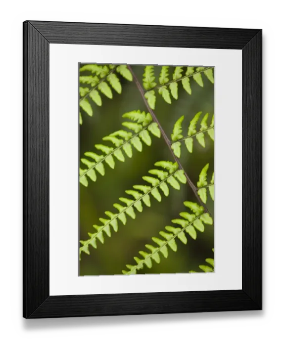 Framed Print : Central America, Ecuador Framed Print : Central America, Ecuador