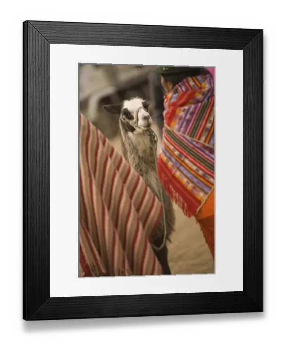 Framed Print : Ecuador, llama at weekly market which draws indigenous people from surrounding villages Framed Print : Ecuador, llama at weekly market which draws indigenous people from surrounding villages