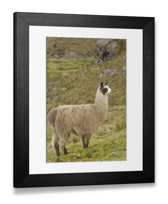 Framed Print : Central America, Ecuador Framed Print : Central America, Ecuador