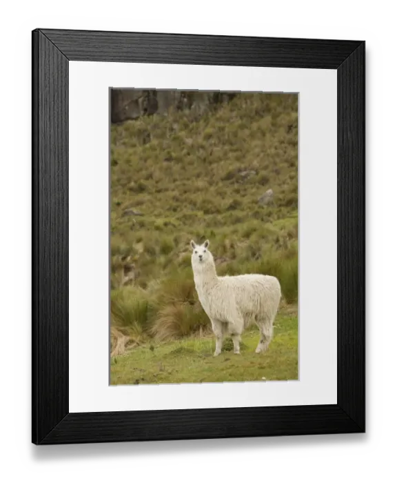 Framed Print : Central America, Ecuador Framed Print : Central America, Ecuador