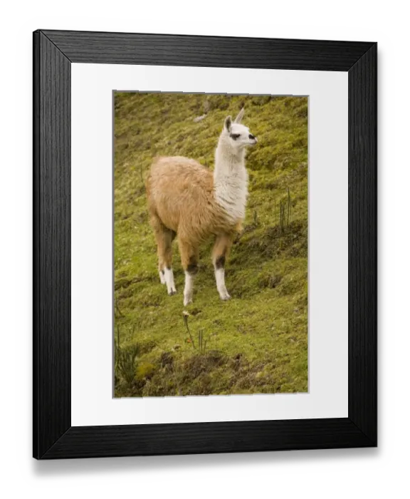 Framed Print : Central America, Ecuador Framed Print : Central America, Ecuador