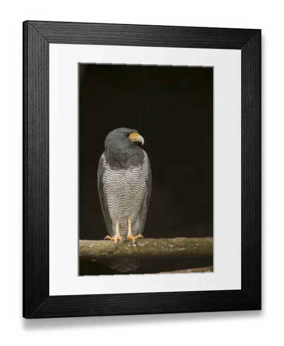 Framed Print : Central America, Ecuador Framed Print : Central America, Ecuador
