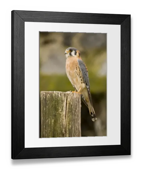 Framed Print : Central America, Ecuador Framed Print : Central America, Ecuador