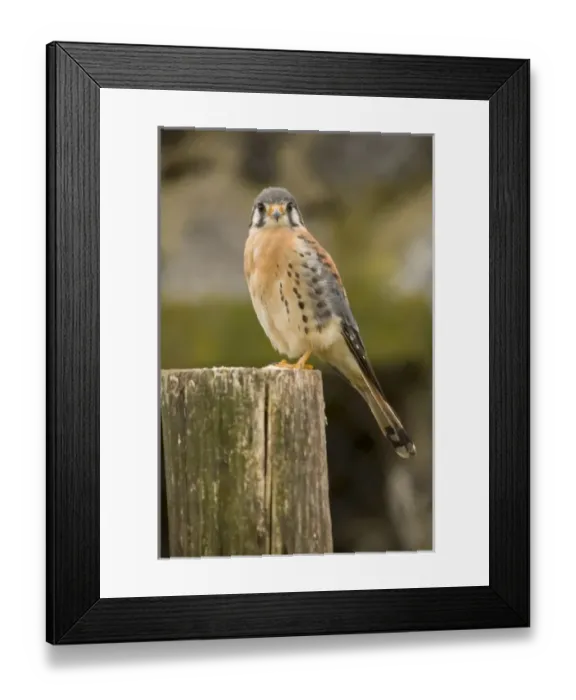 Framed Print : Central America, Ecuador Framed Print : Central America, Ecuador