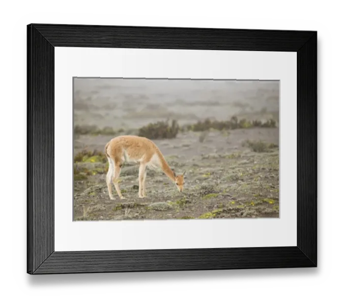 Framed Print : Central America, Ecuador Framed Print : Central America, Ecuador