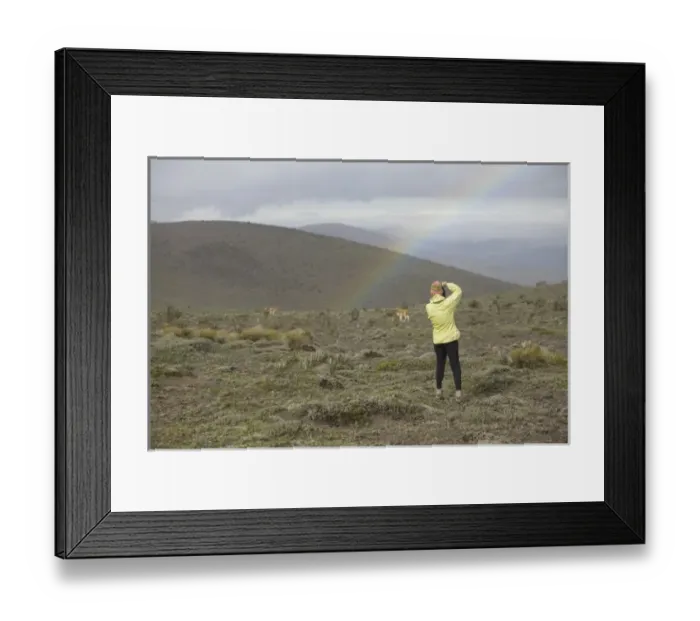 Framed Print : Ecuador, woman photographing wild vicuna (Vicugna vicugna) and rainbow on Mt. Chimborazo Framed Print : Ecuador, woman photographing wild vicuna (Vicugna vicugna) and rainbow on Mt. Chimborazo