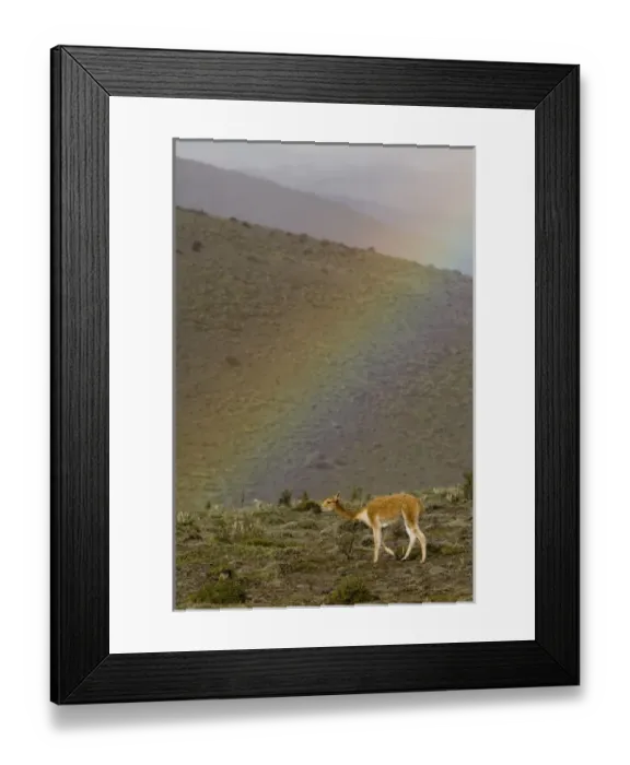 Framed Print : Ecuador, wild vicuna (Vicugna vicugna) and rainbow on Mt. Chimborazo (the highest