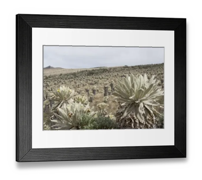 Framed Print : Central America, Ecuador Framed Print : Central America, Ecuador