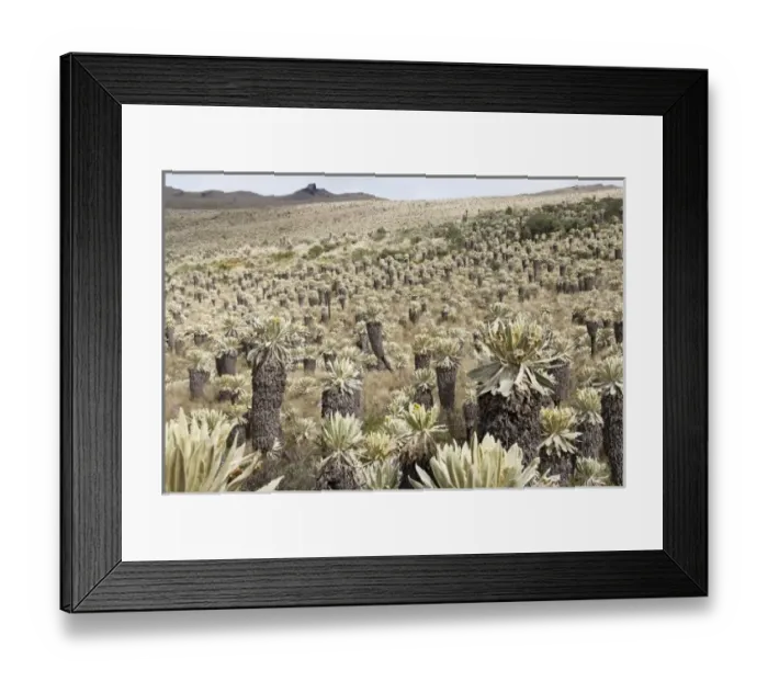 Framed Print : Central America, Ecuador Framed Print : Central America, Ecuador